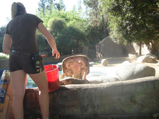 Jabba the Hippo 2010