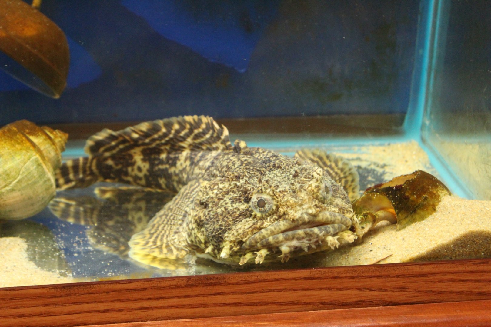 Jabba the Toadfish
