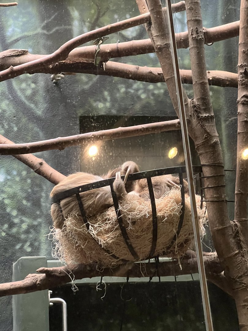 Jabba the Two-Toed Sloth