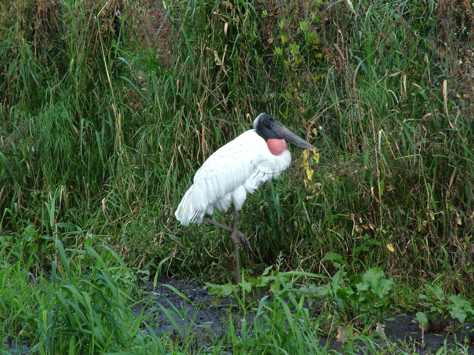 Jabiru at Niendorf 05/09/07