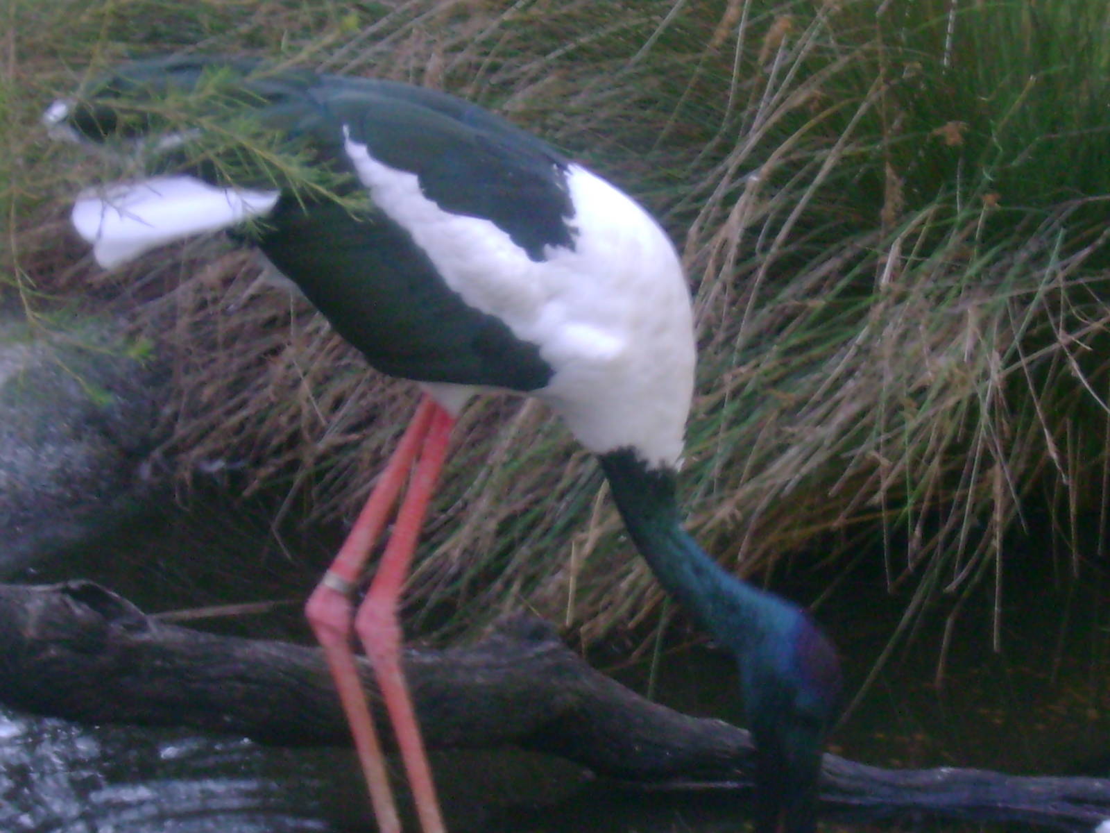 Jabiru (Black-necked Stork)