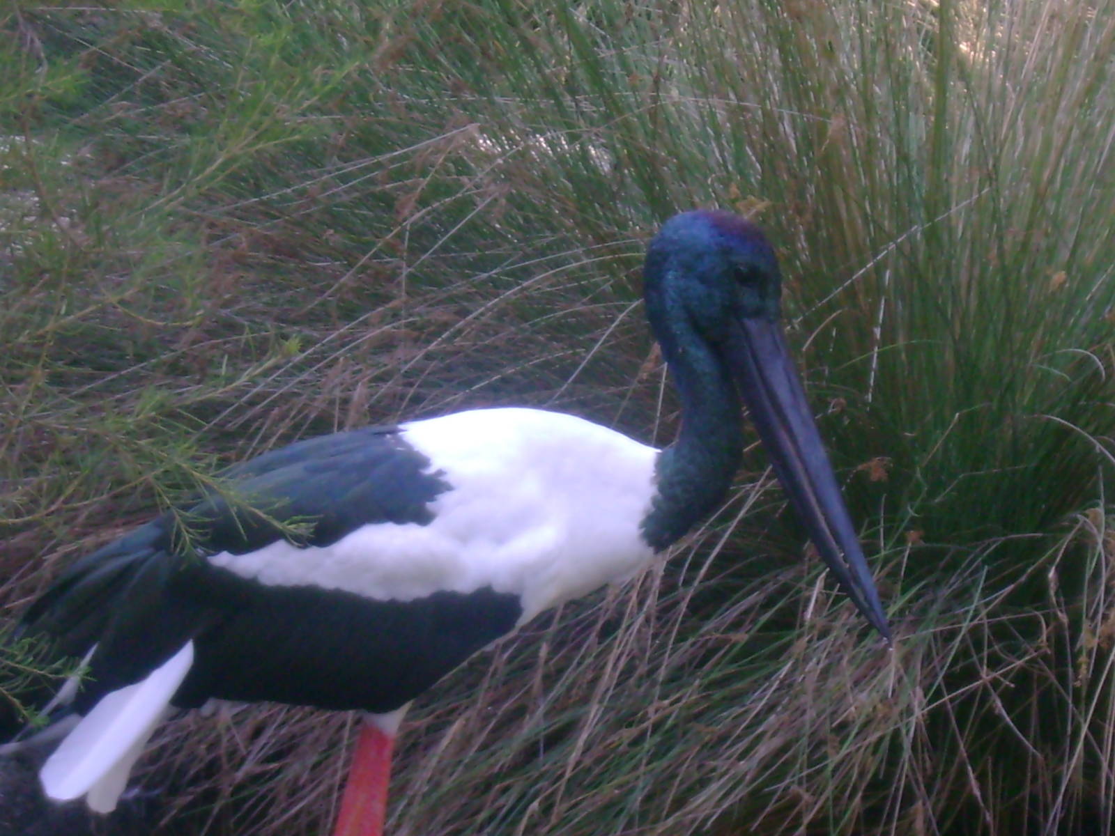 Jabiru (Black-necked Stork)