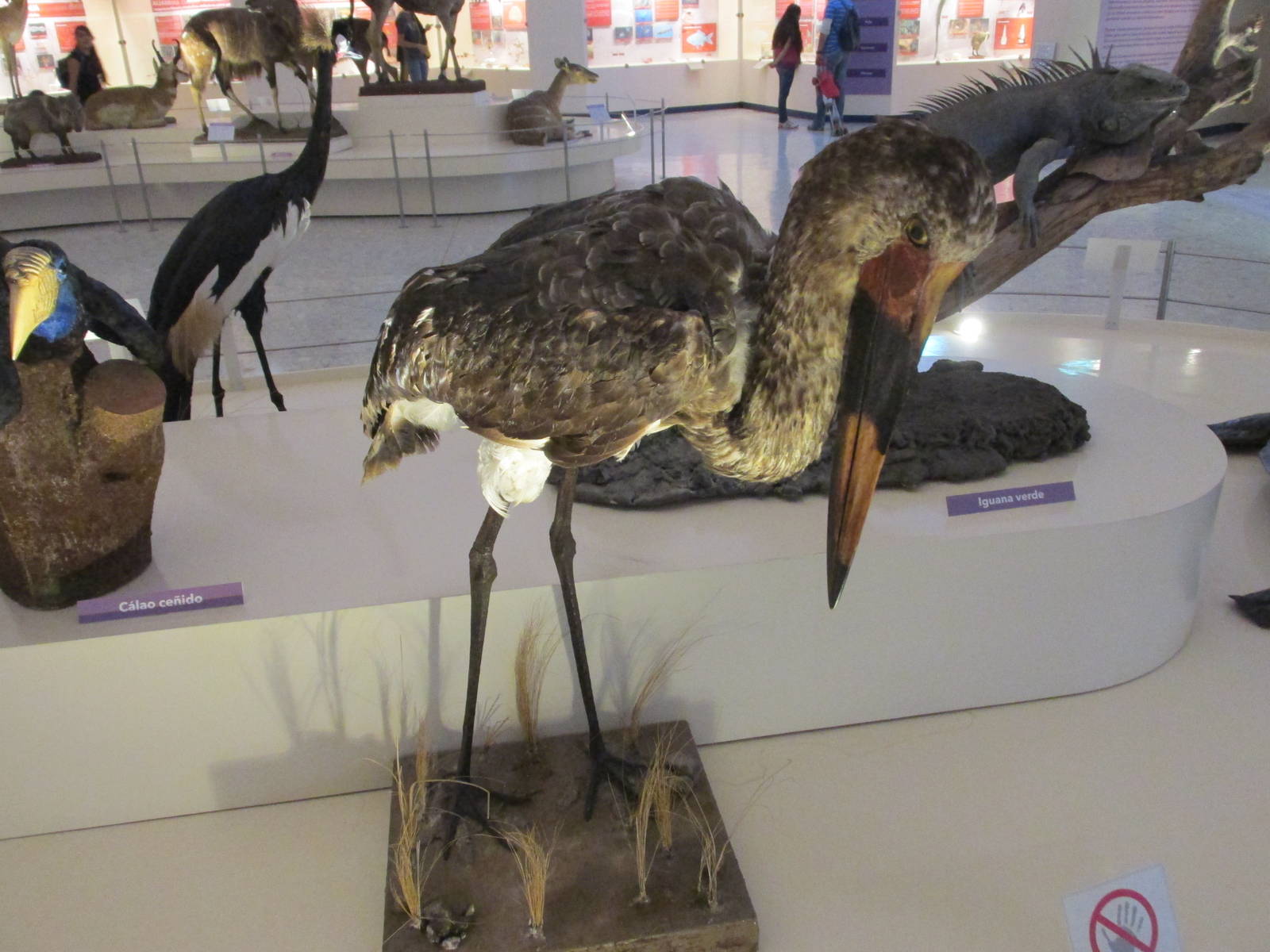 jabiru de Africa  or saddlebill stork museo de historia natural