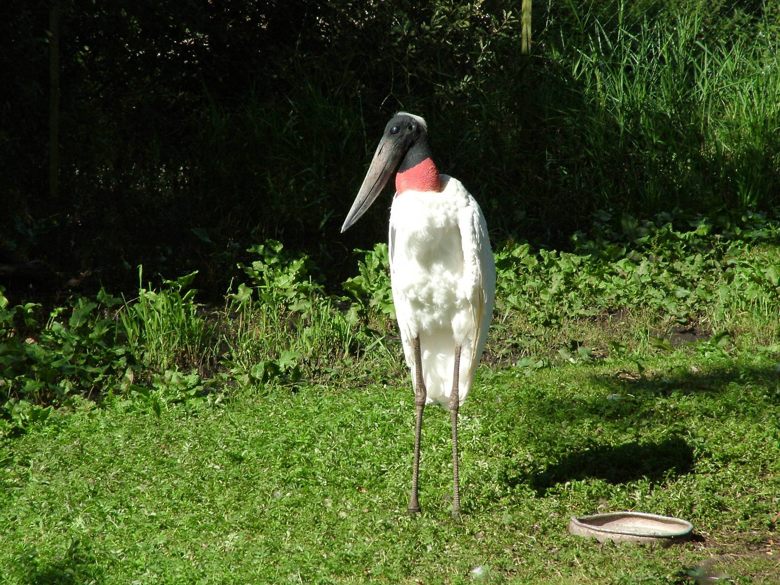 Jabiru (Jabiru mycteria) at Vogelpark Niendorf-Timmendorfer Strand