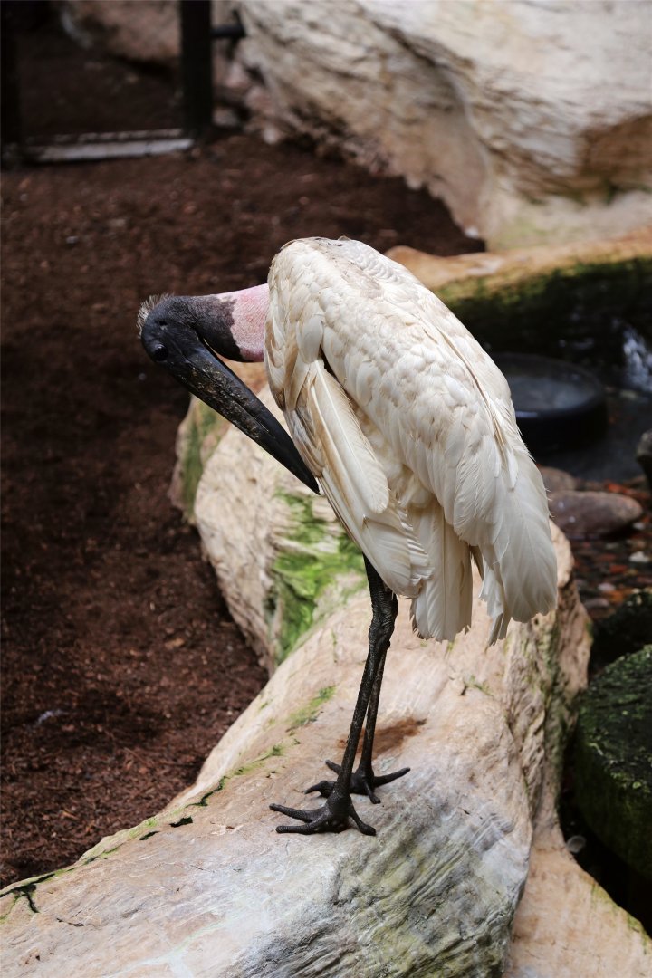 Jabiru (Jabiru mycteria)