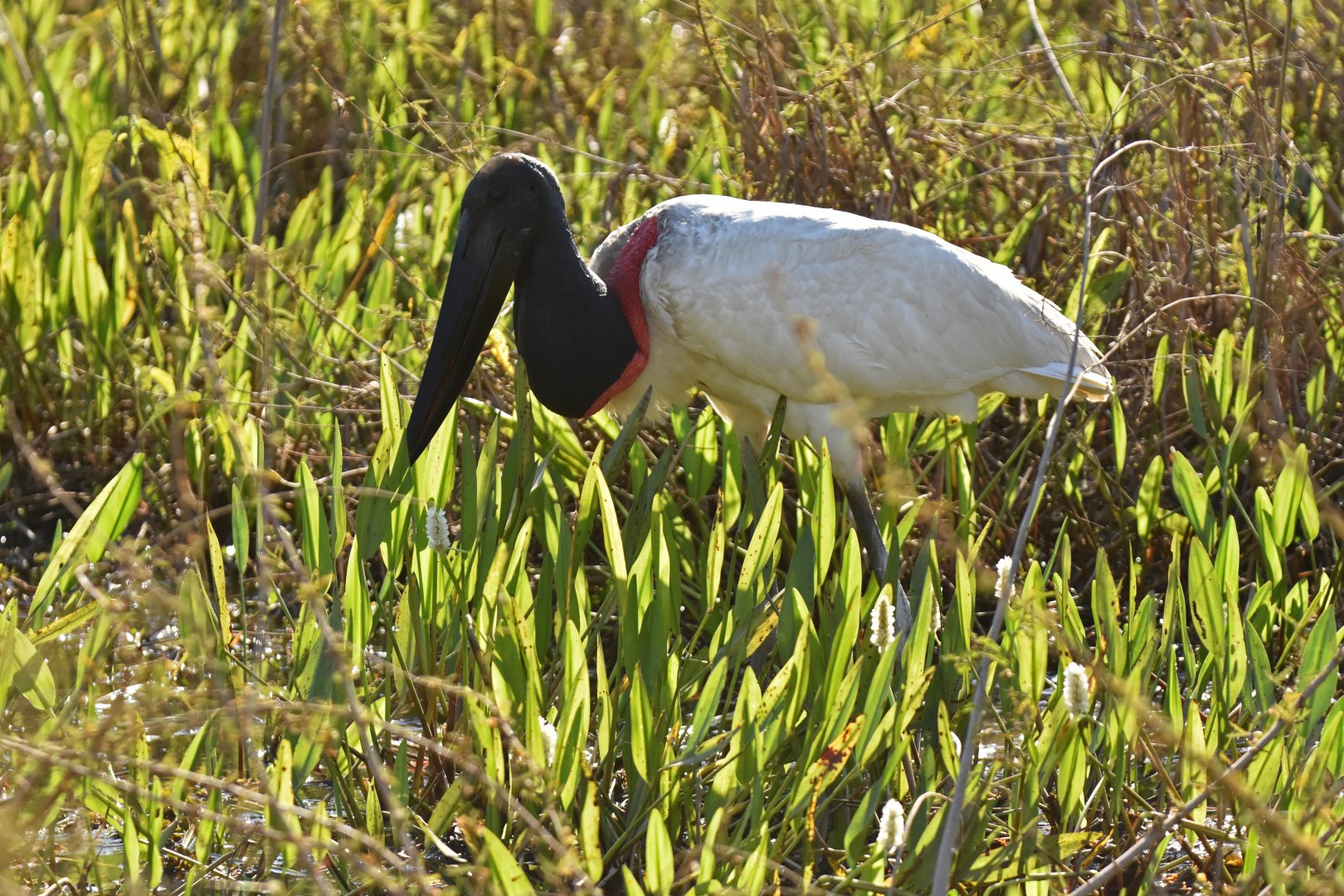 Jabiru (Jabiru mycteria)