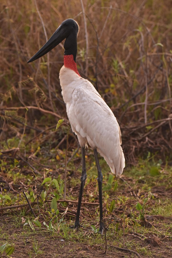 Jabiru (Jabiru mycteria)