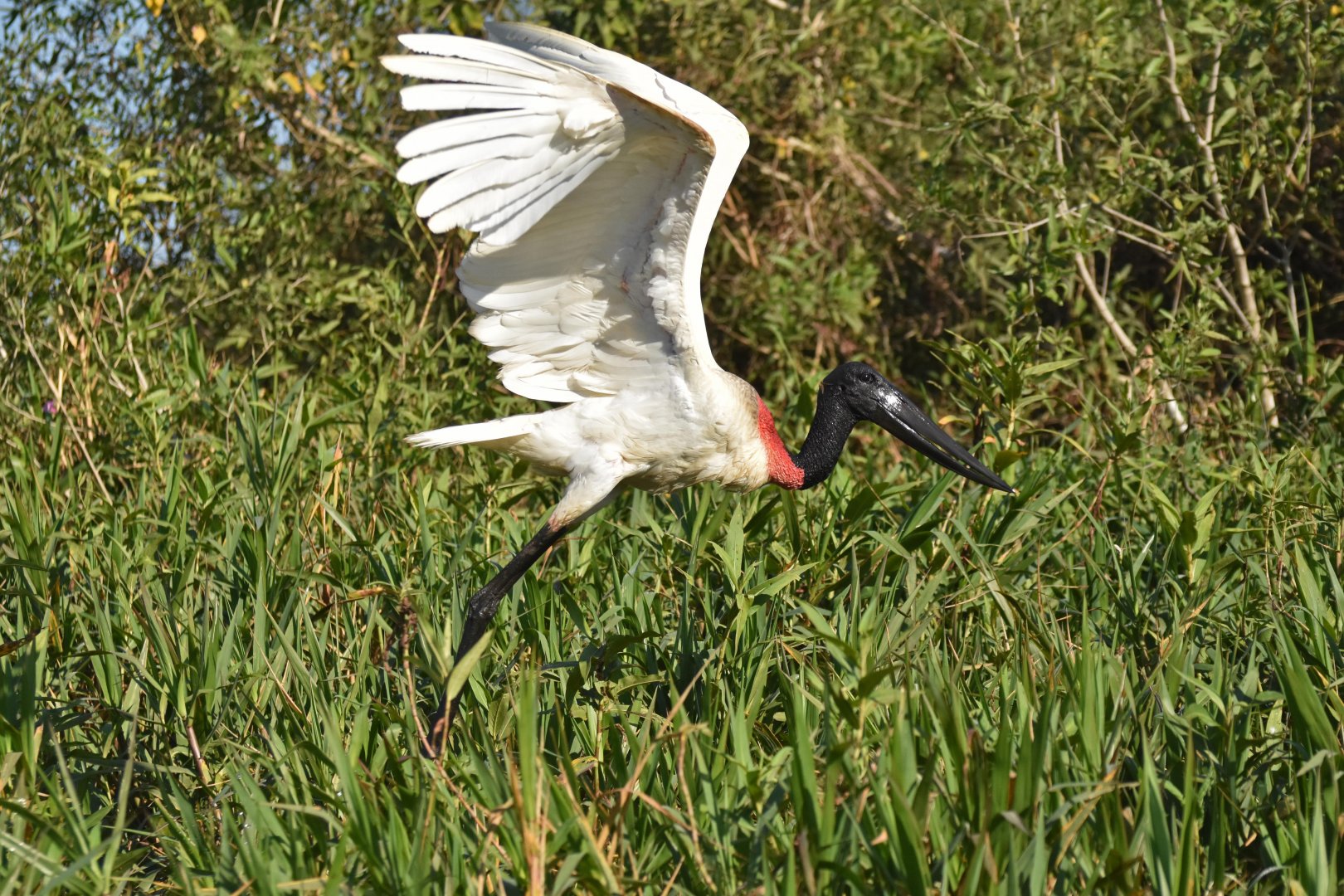 Jabiru (Jabiru mycteria)
