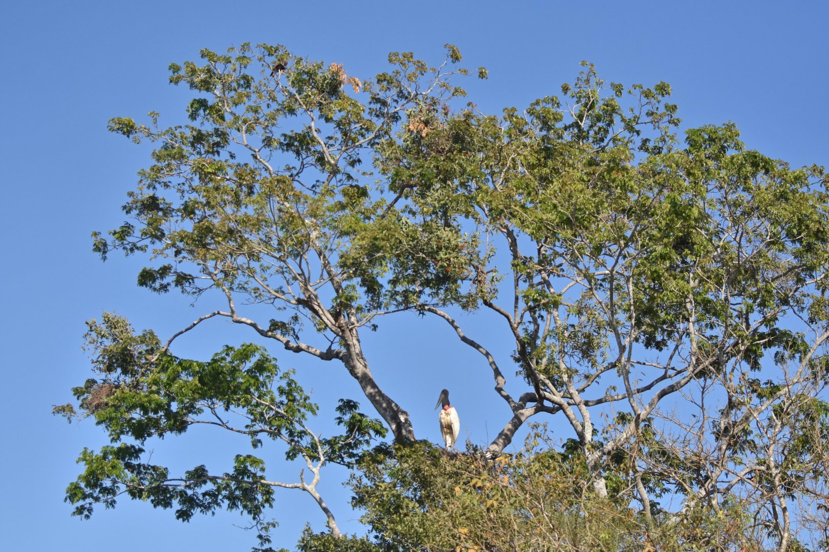 Jabiru (Jabiru mycteria)