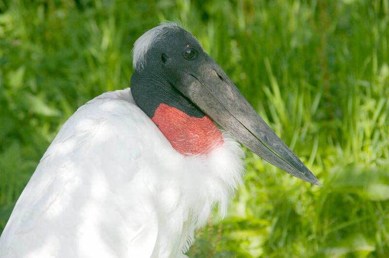 Jabiru mycteria at Birdpark Niendorf/Timmendorfer Strand (Germany)