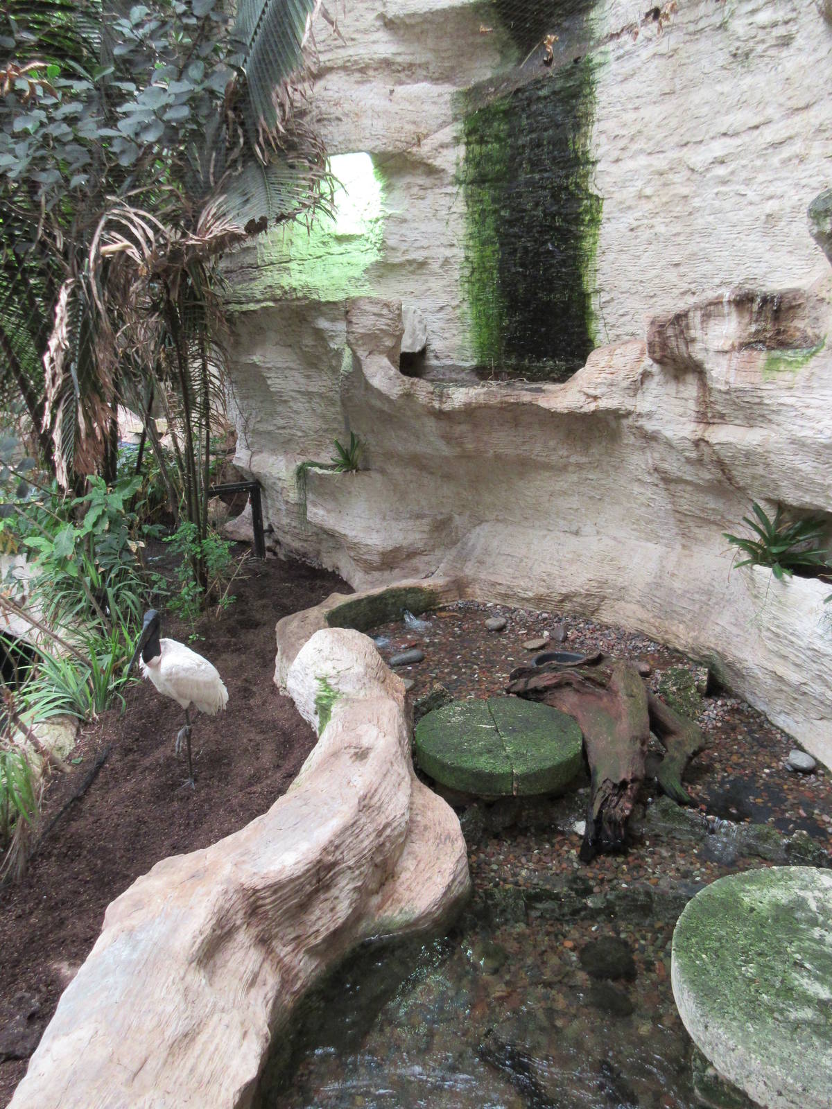 Jabiru Stork Exhibit