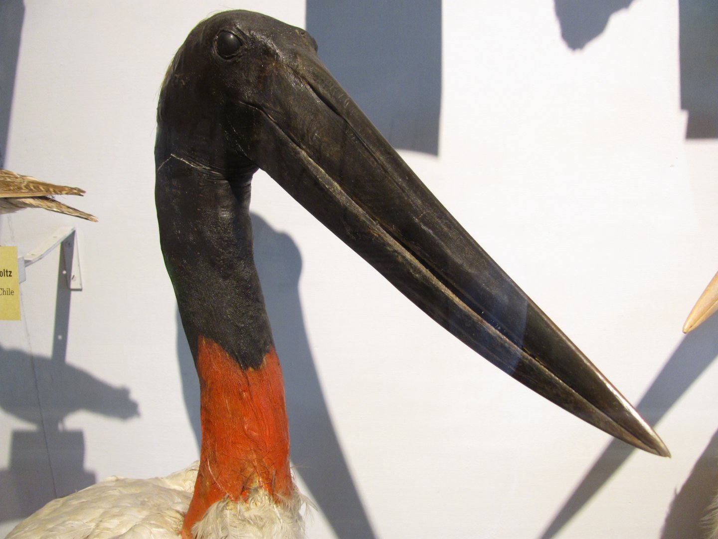 Jabiru Stork Head
