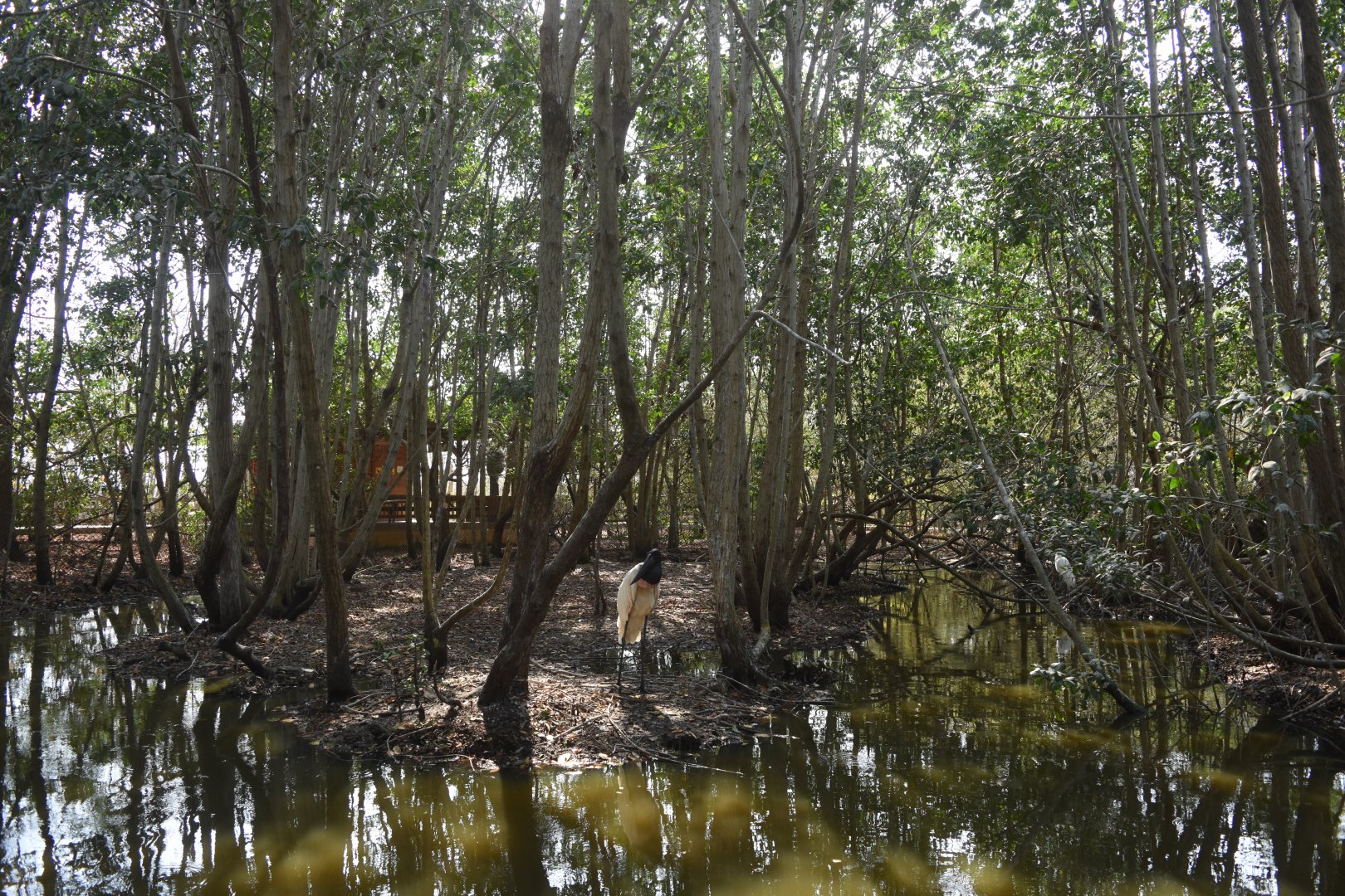 Jabiru stork (Jabiru mycteria) enclosure