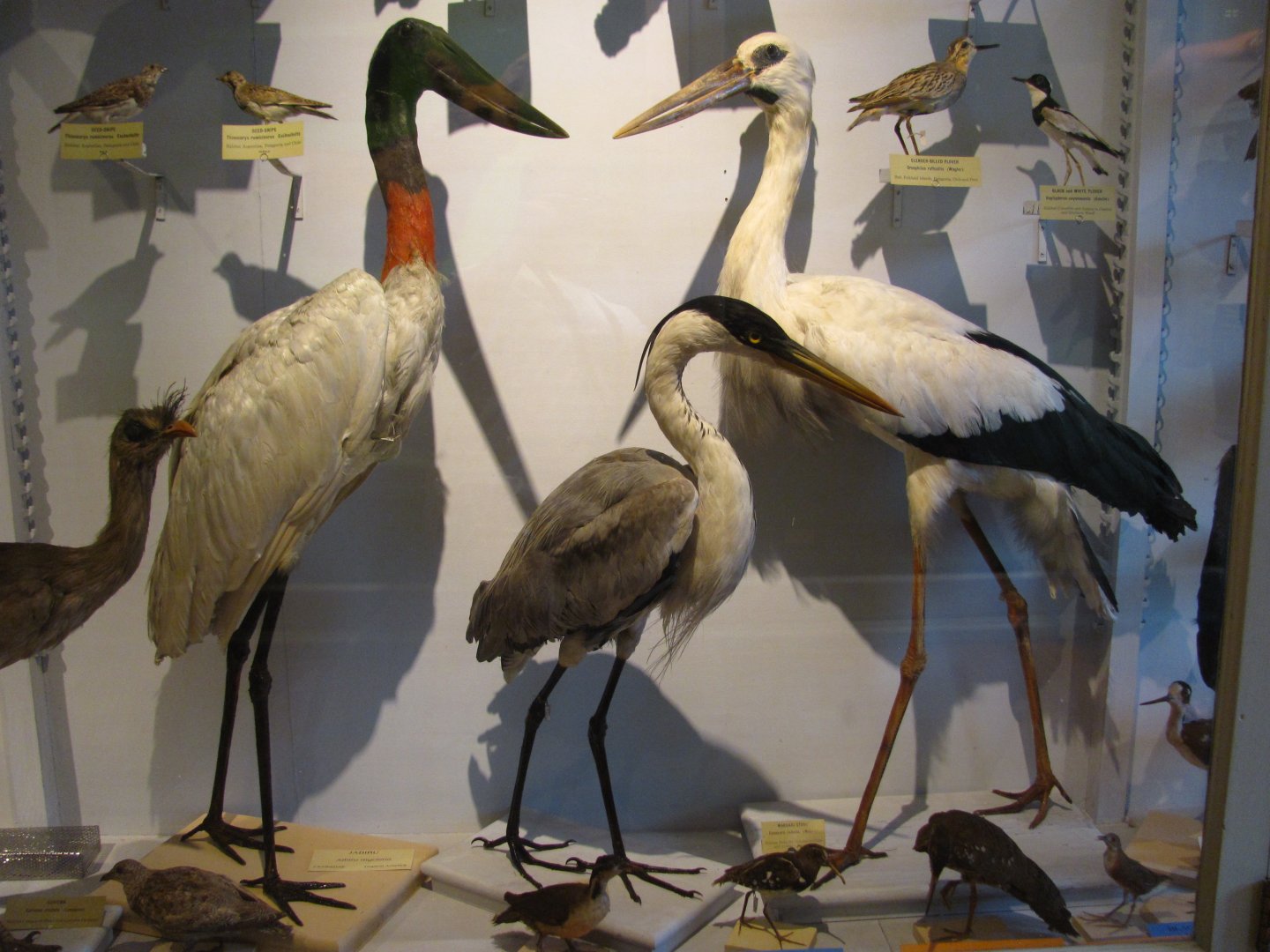 Jabiru Stork, Maguari Stork & Cocoi Heron