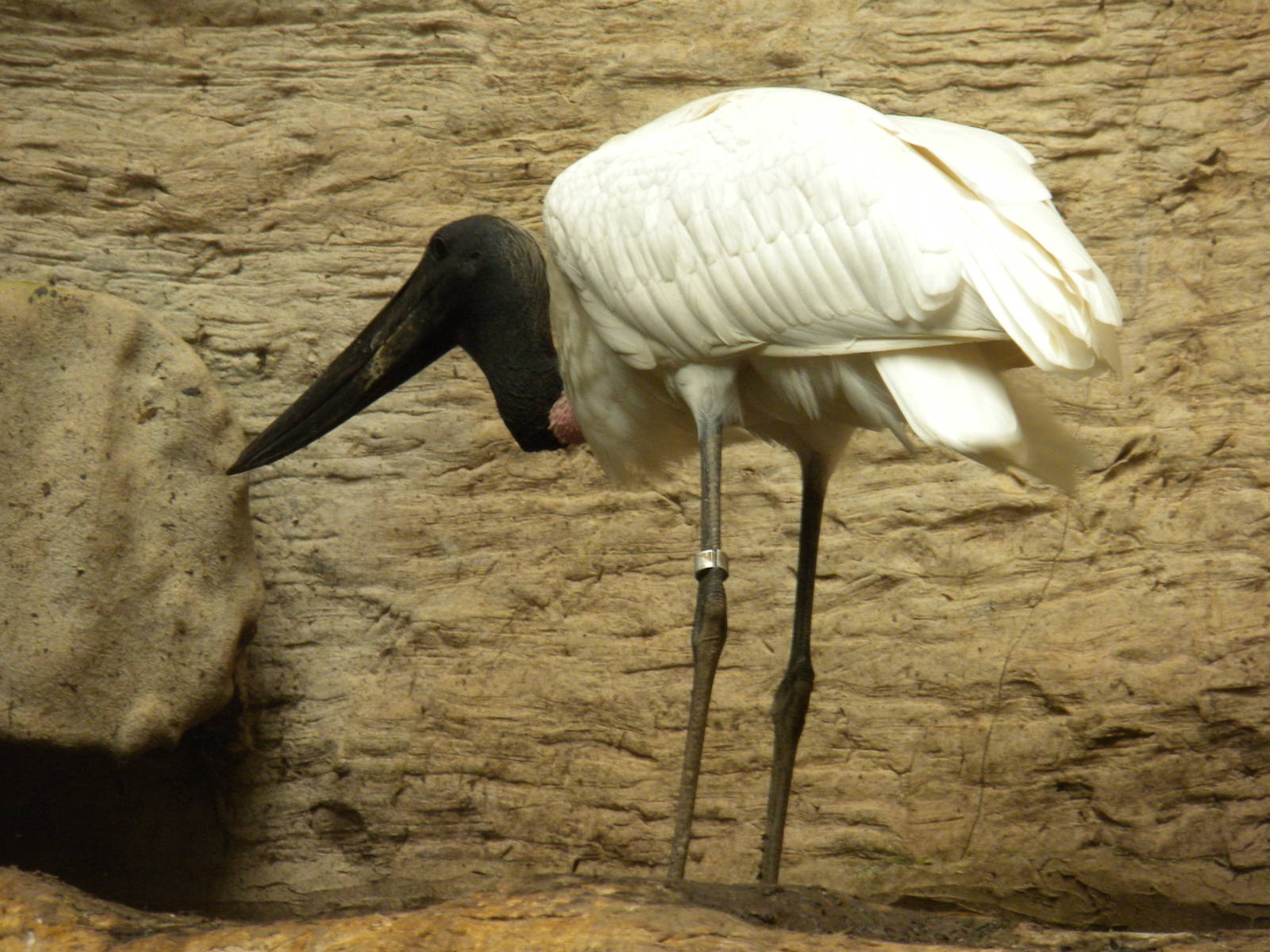 Jabiru Stork