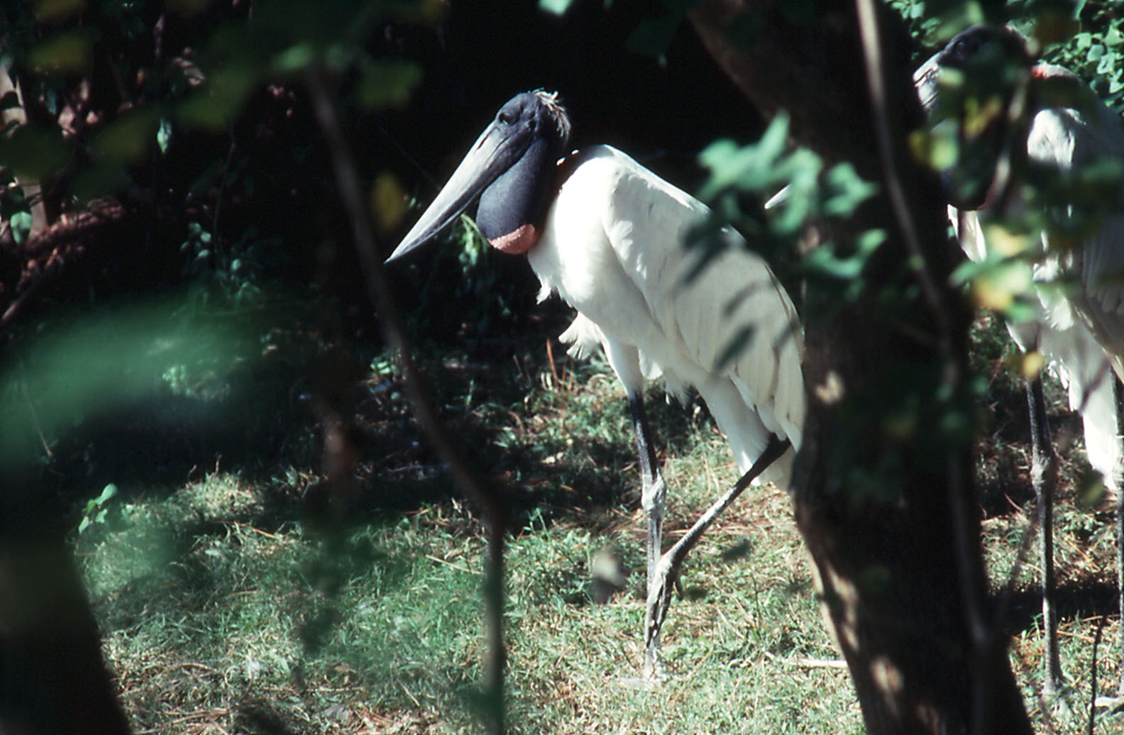 Jabiru Stork