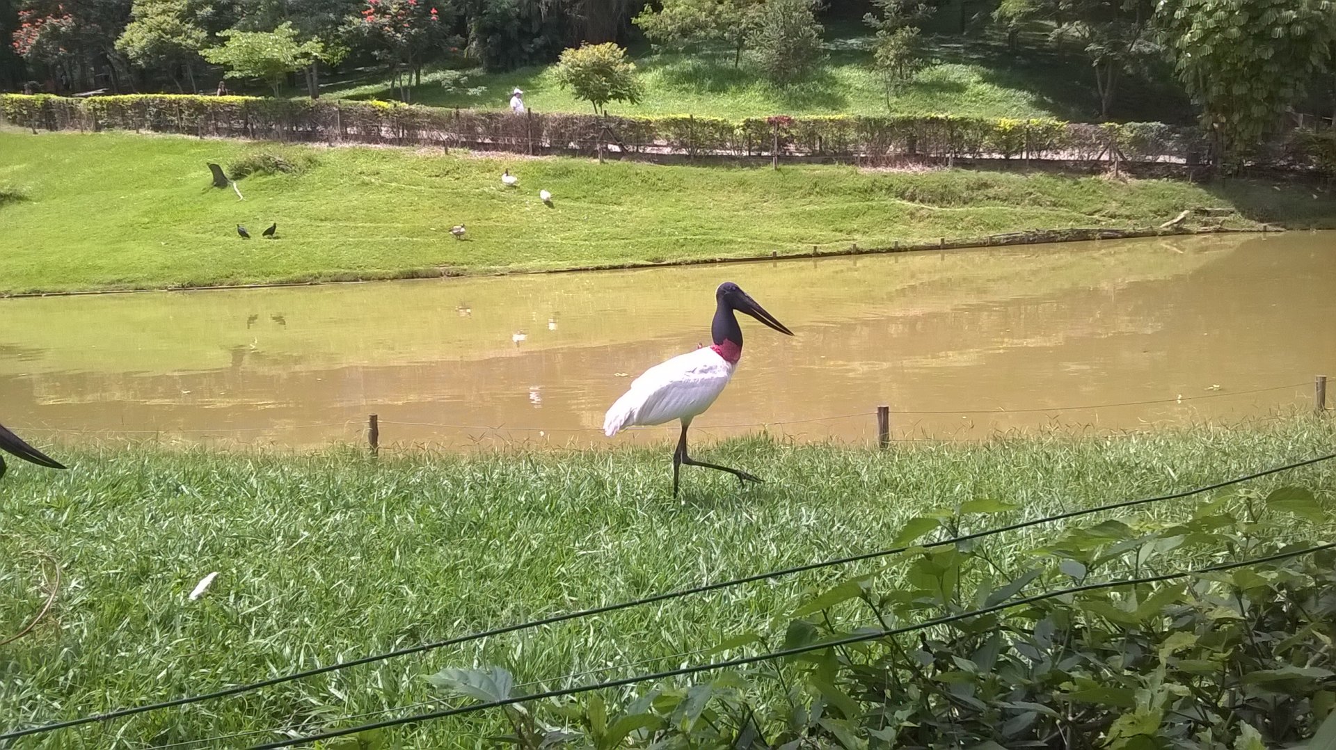Jabiru stork
