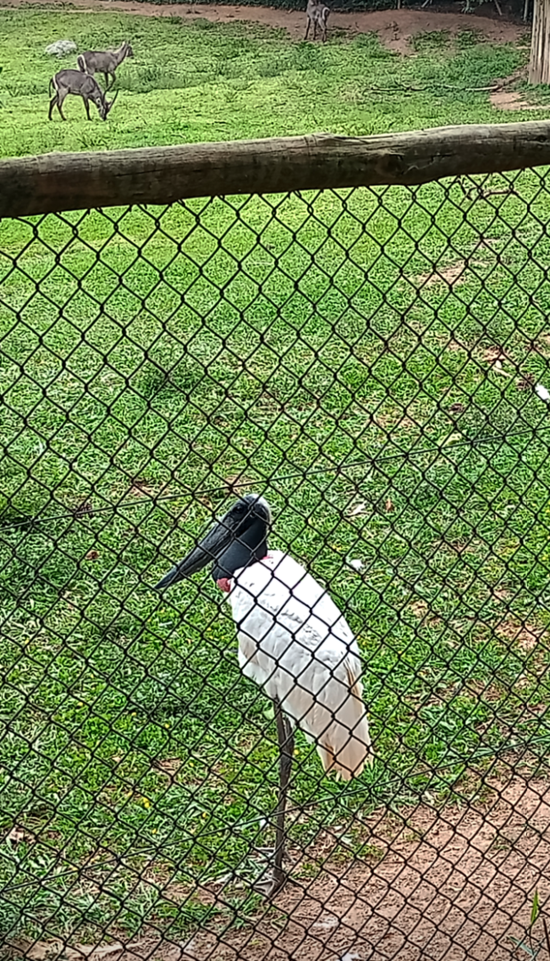 Jabiru stork
