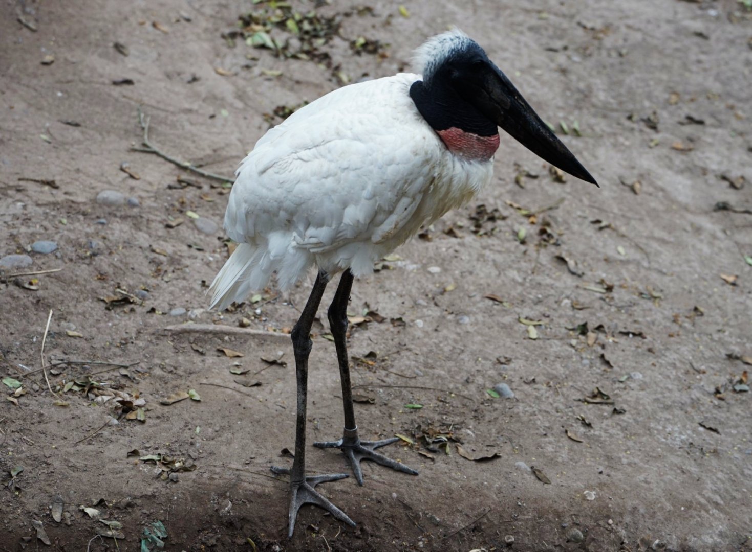 Jabiru Stork