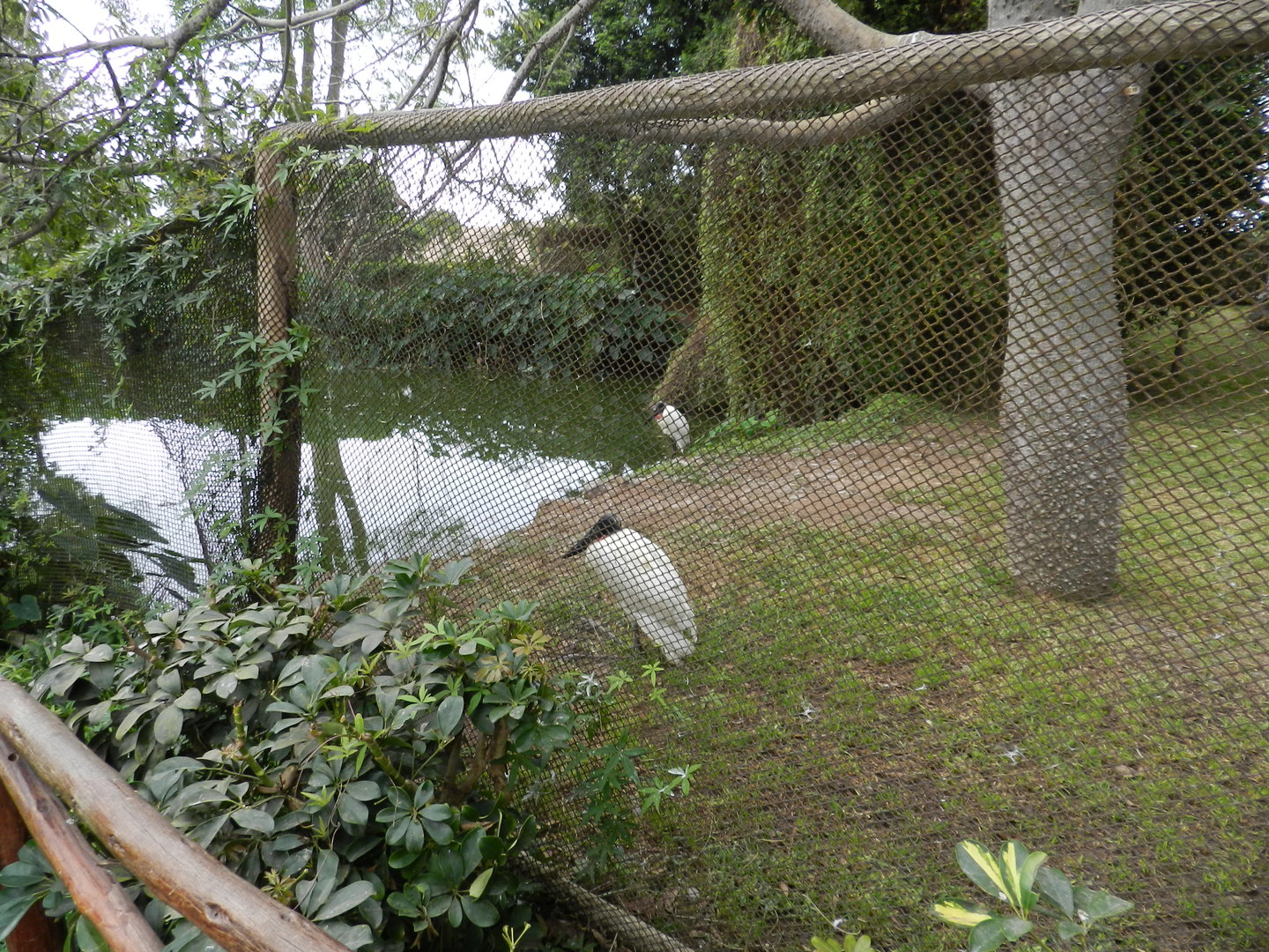 Jabiru storks - Parque de Las Leyendas