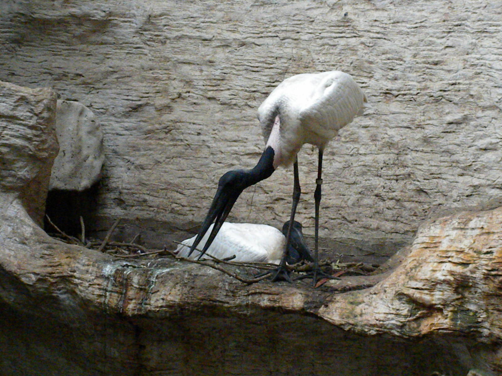 Jabiru Storks