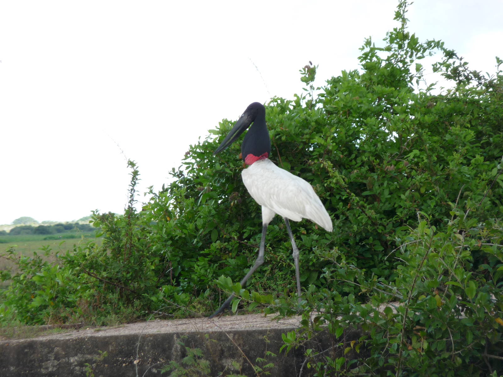 Jabiru