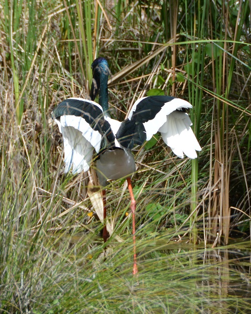 Jabiru