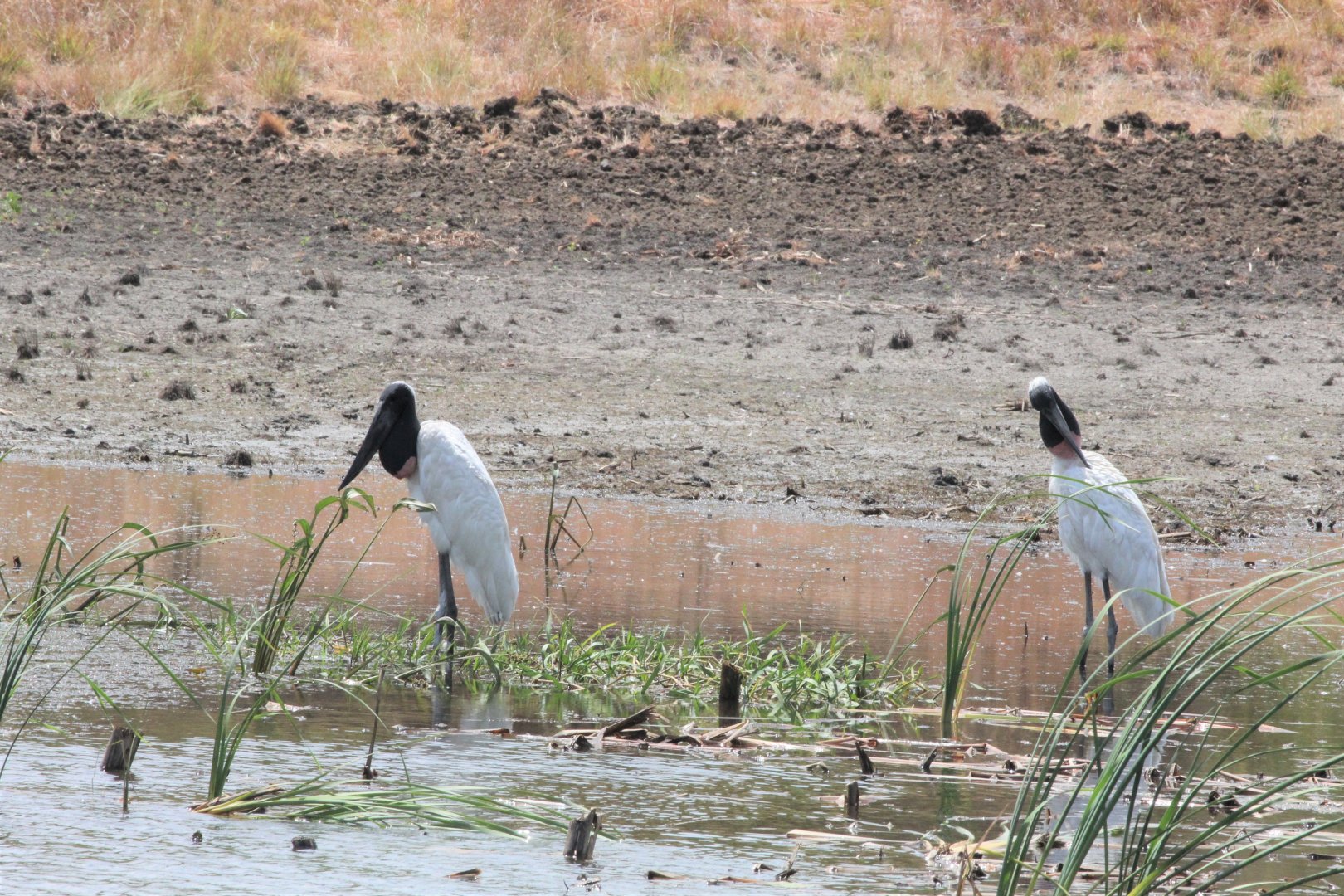 Jabiru