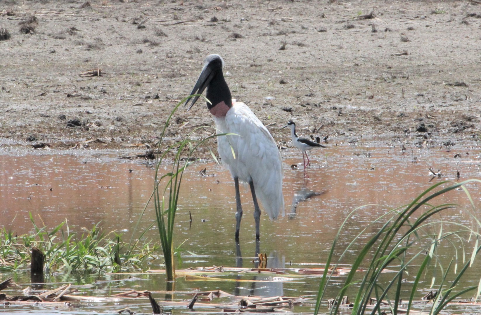 Jabiru