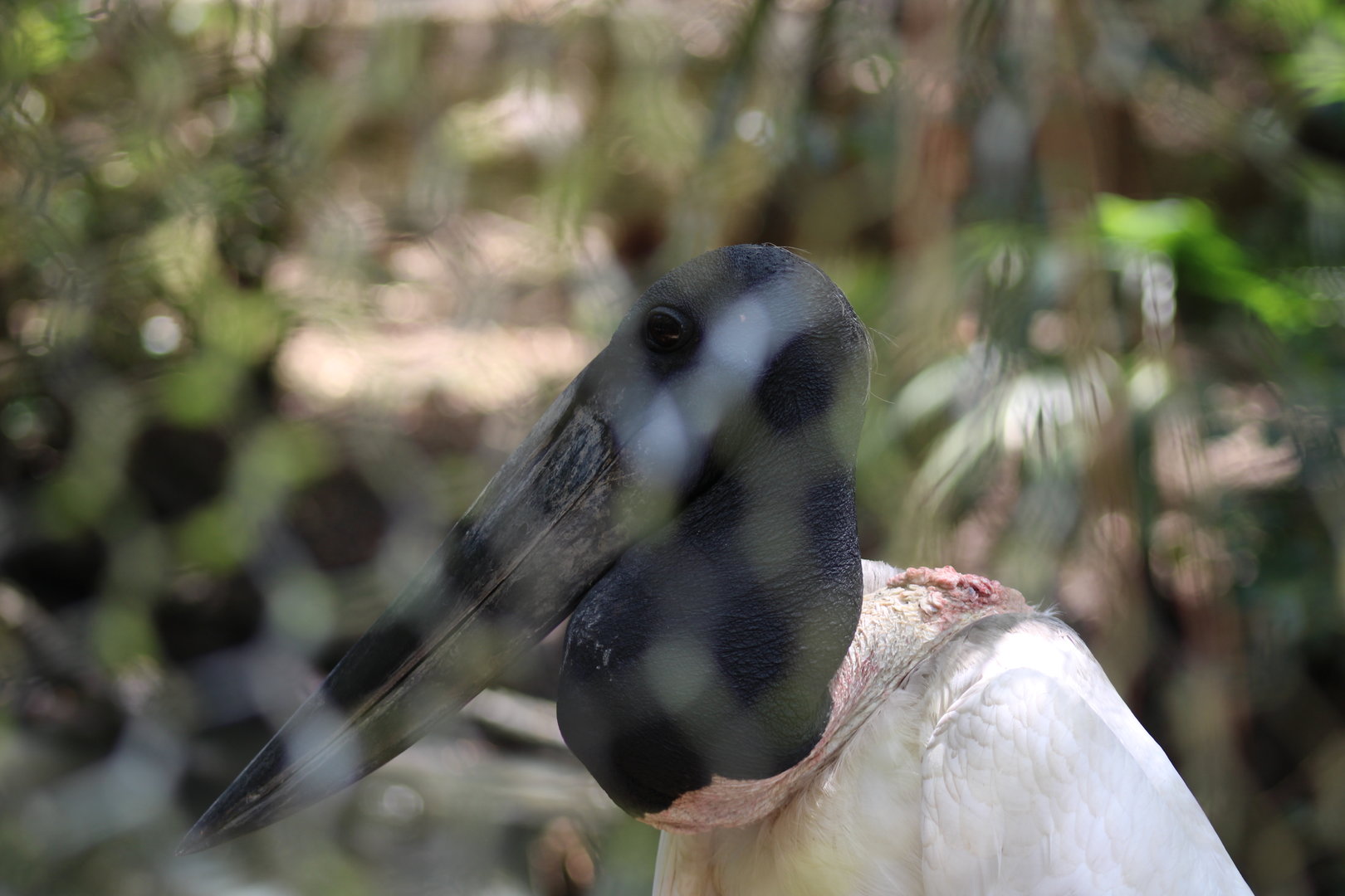 Jabiru