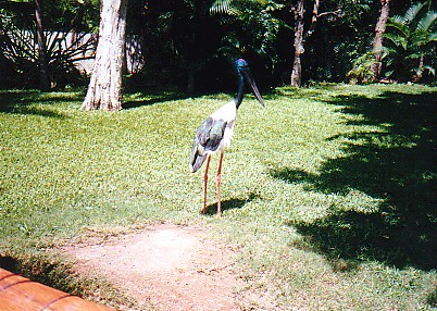 jabirus Australia zoo