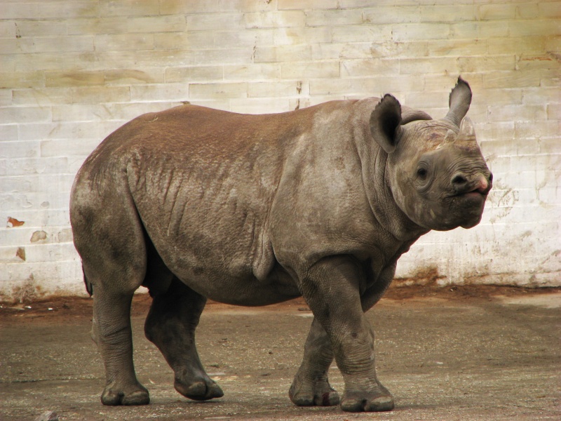 Jabu, black rhino @ Dvur Kralove