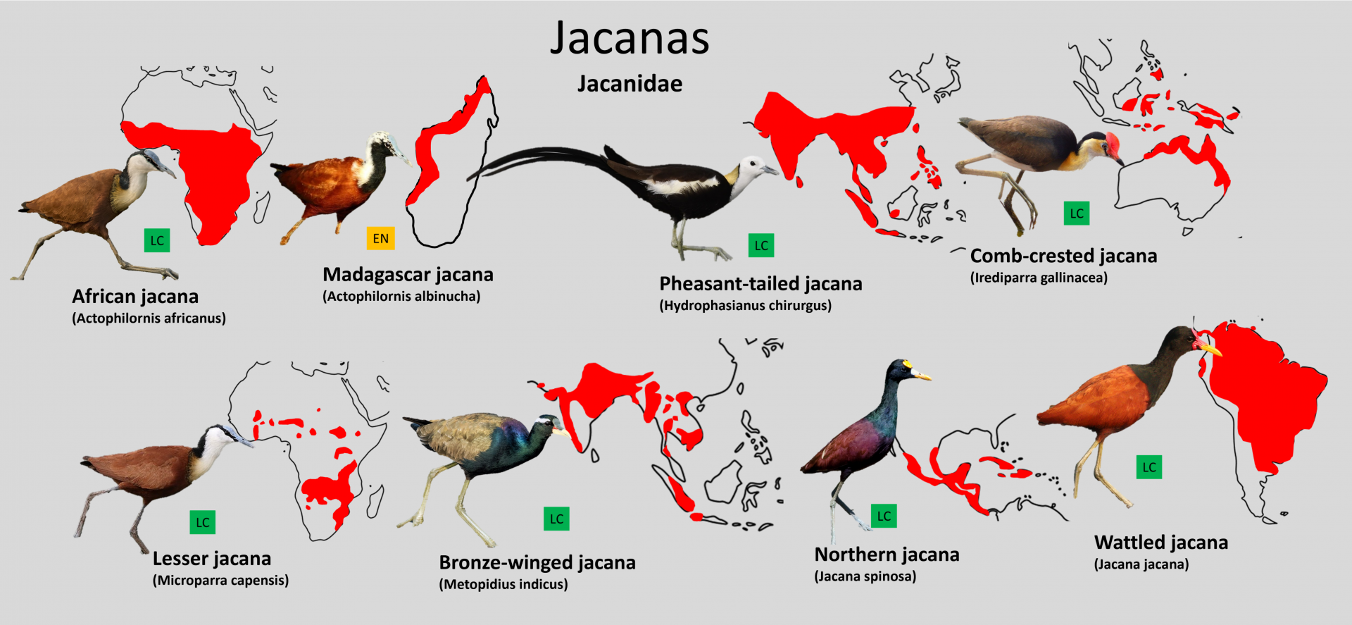 Jacana distribution maps