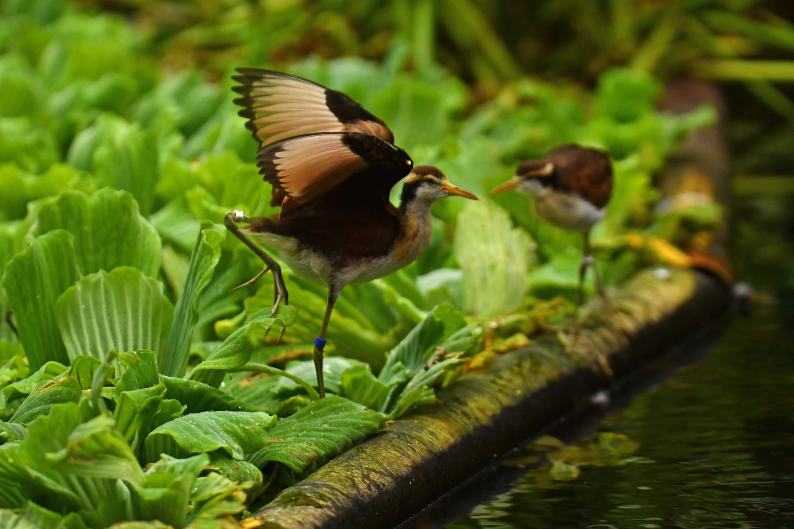 Jacana jacana