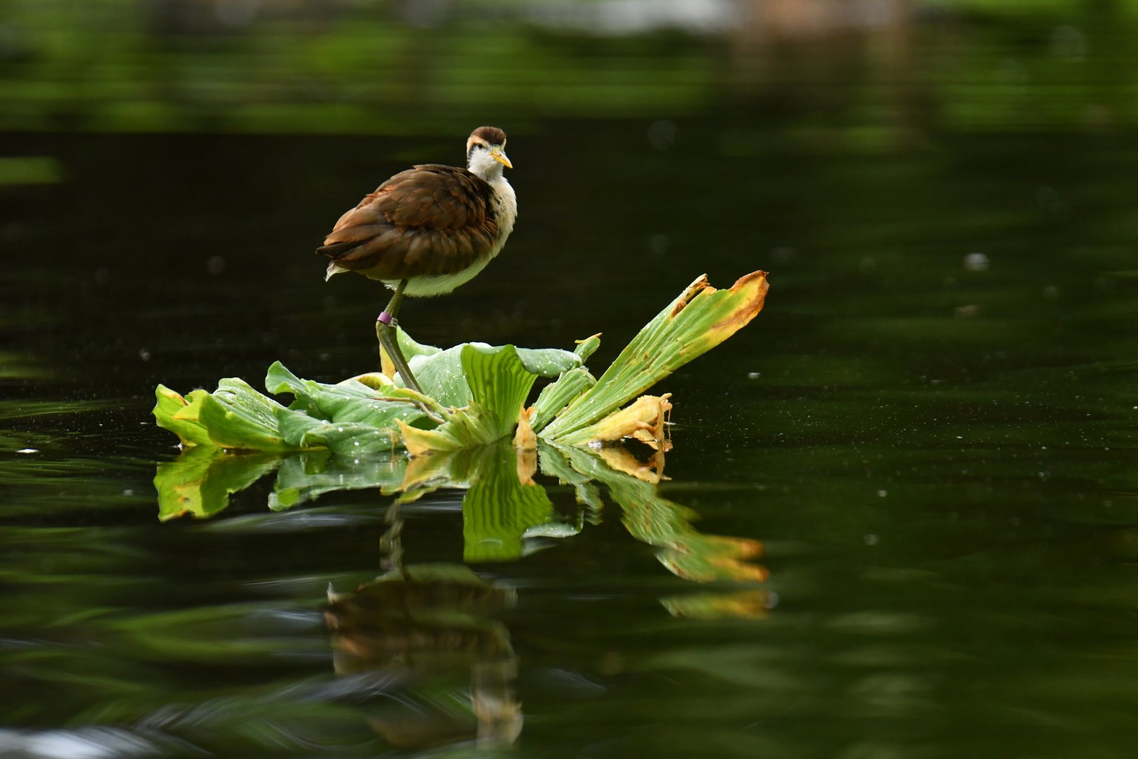 Jacana jacana