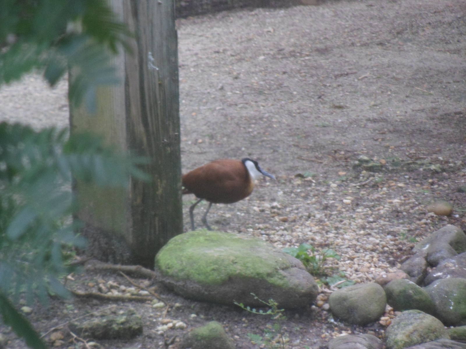 Jacana