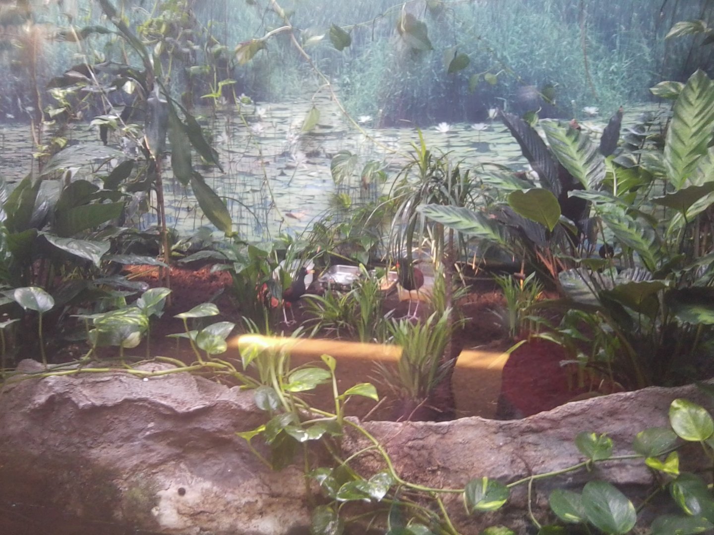 Jacanas (wattled). Do you see them?