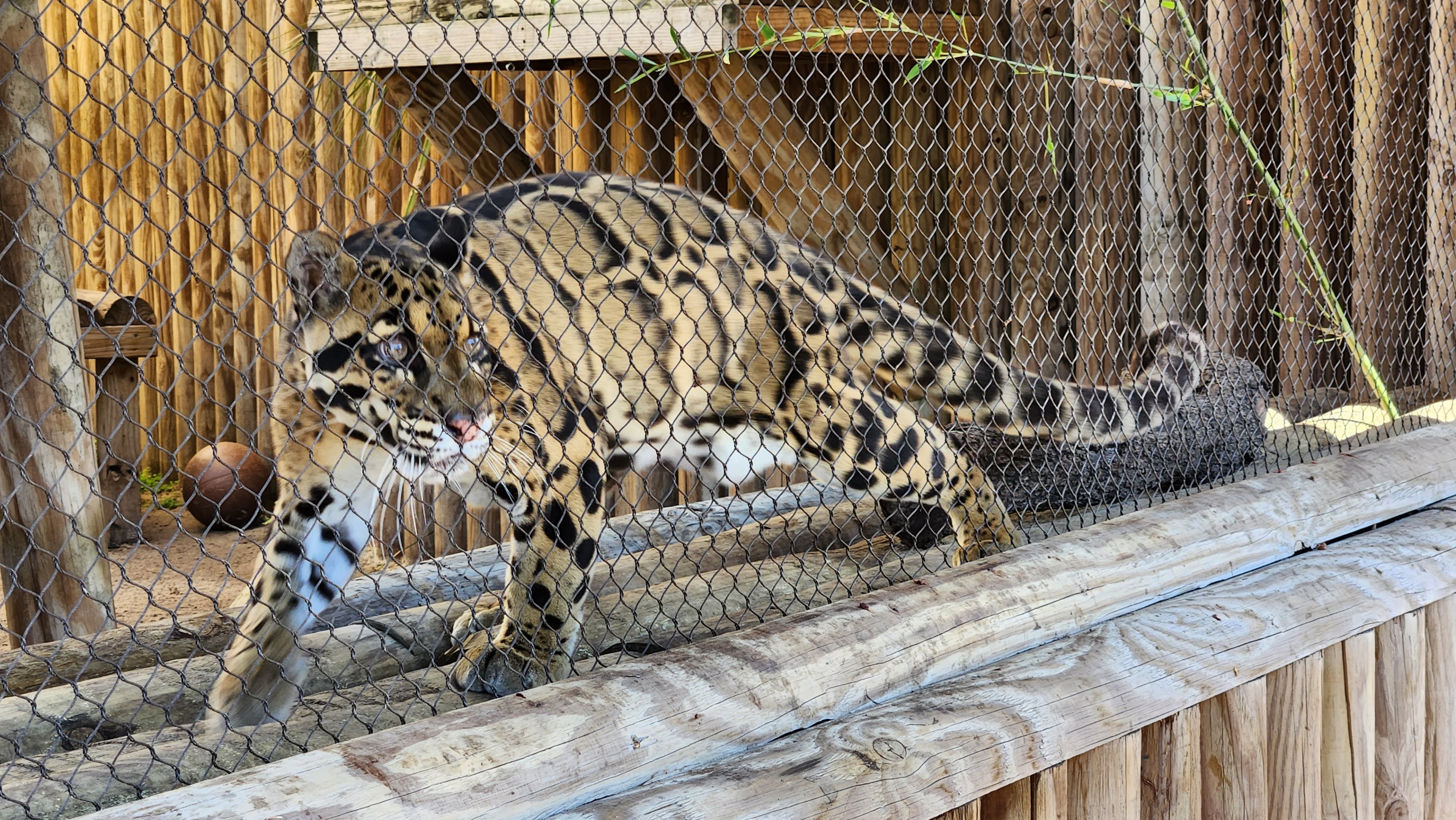 Jacarlene Foundation Animal Care Campus - Clouded leopard