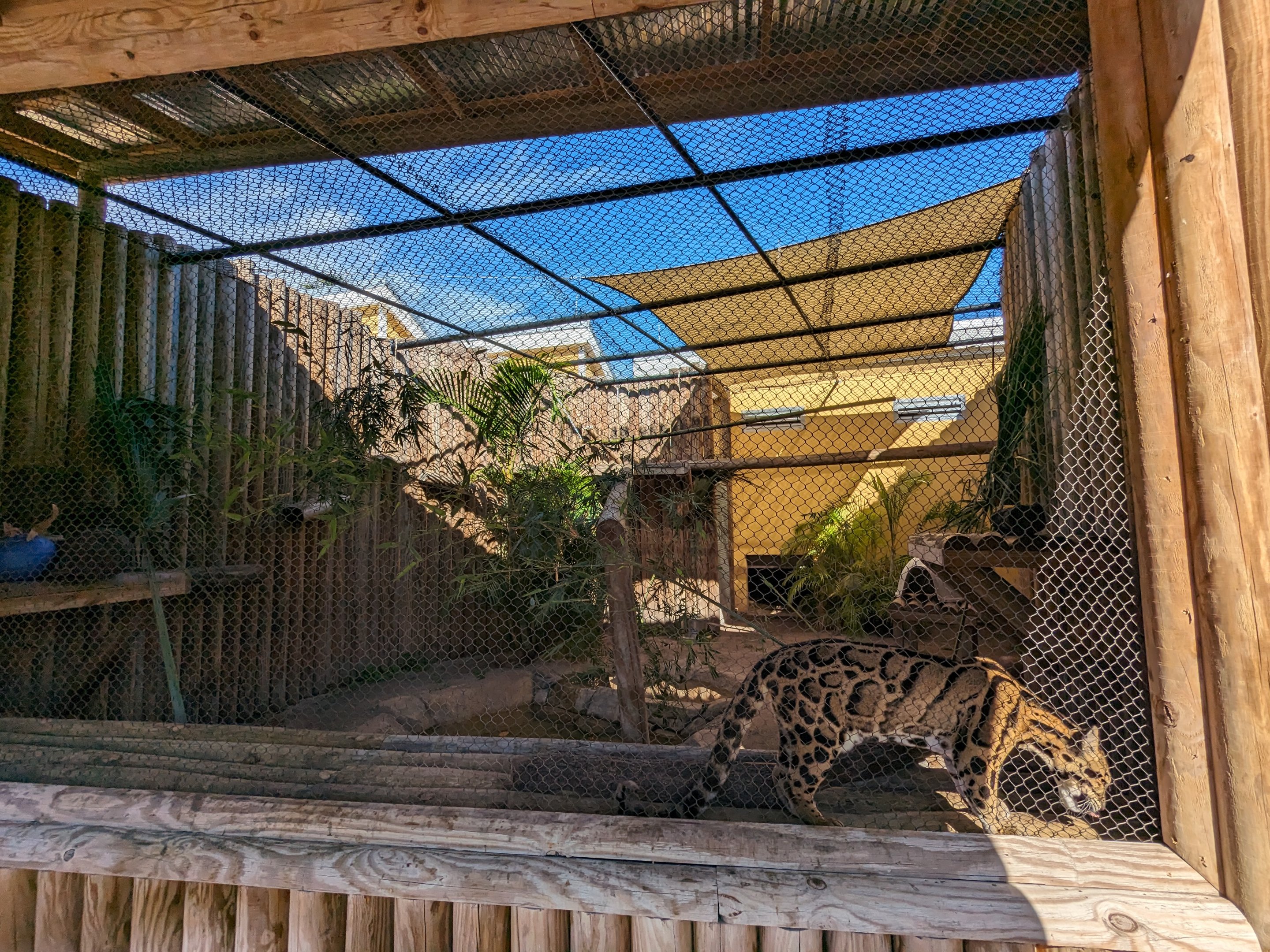 Jacarlene Foundation Animal Care Campus - Clouded leopard