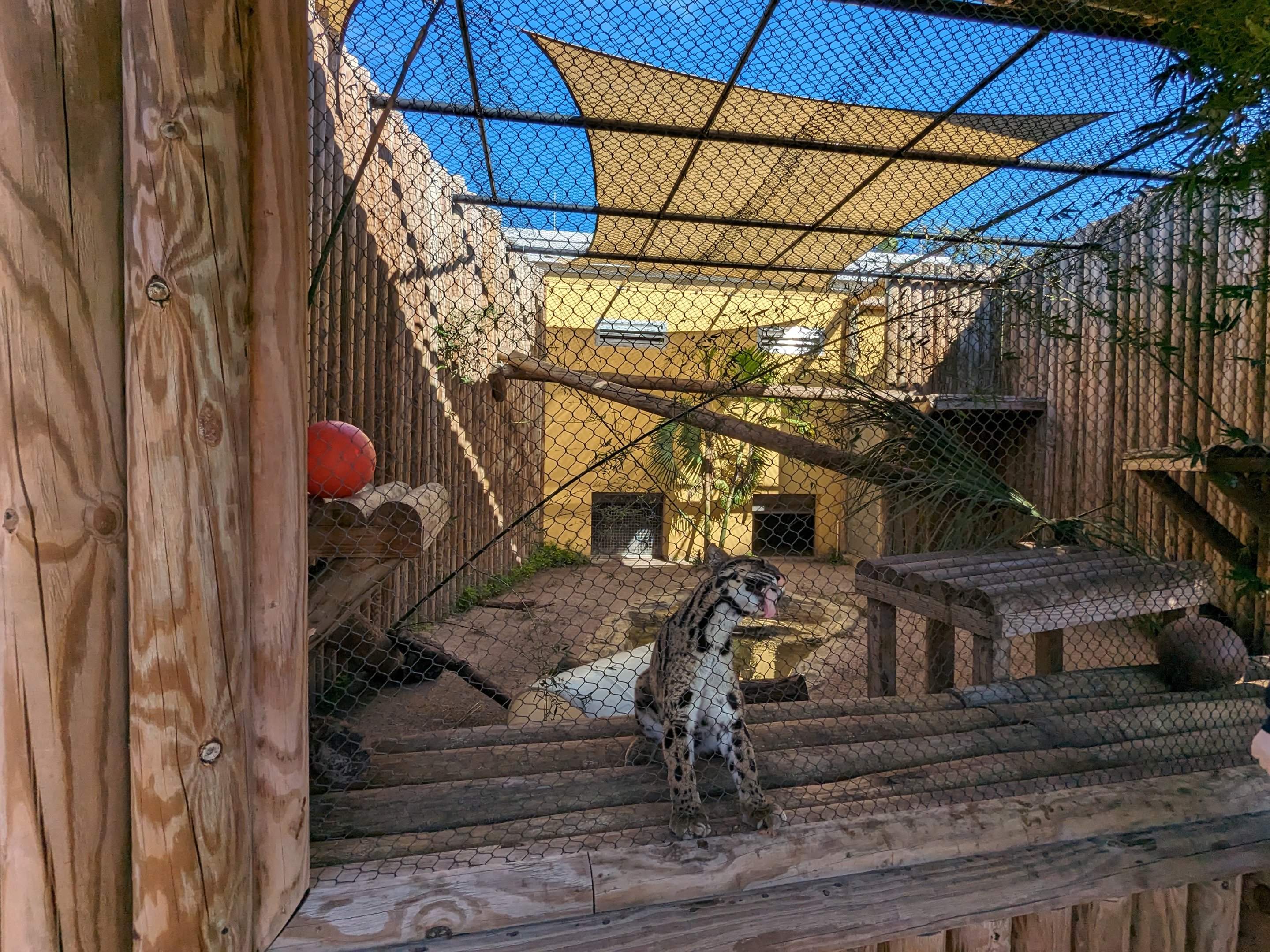 Jacarlene Foundation Animal Care Campus - Clouded leopard