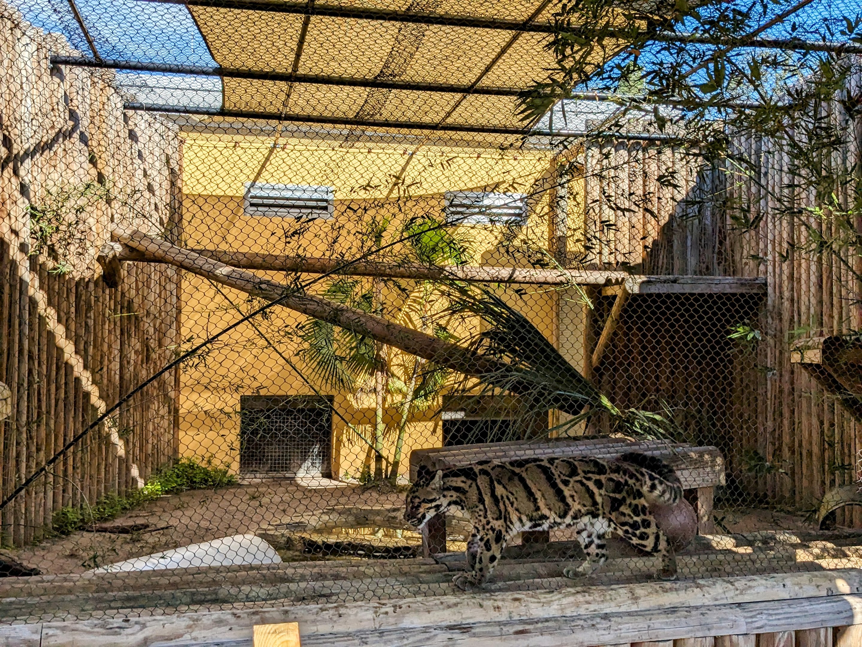 Jacarlene Foundation Animal Care Campus - Clouded leopard