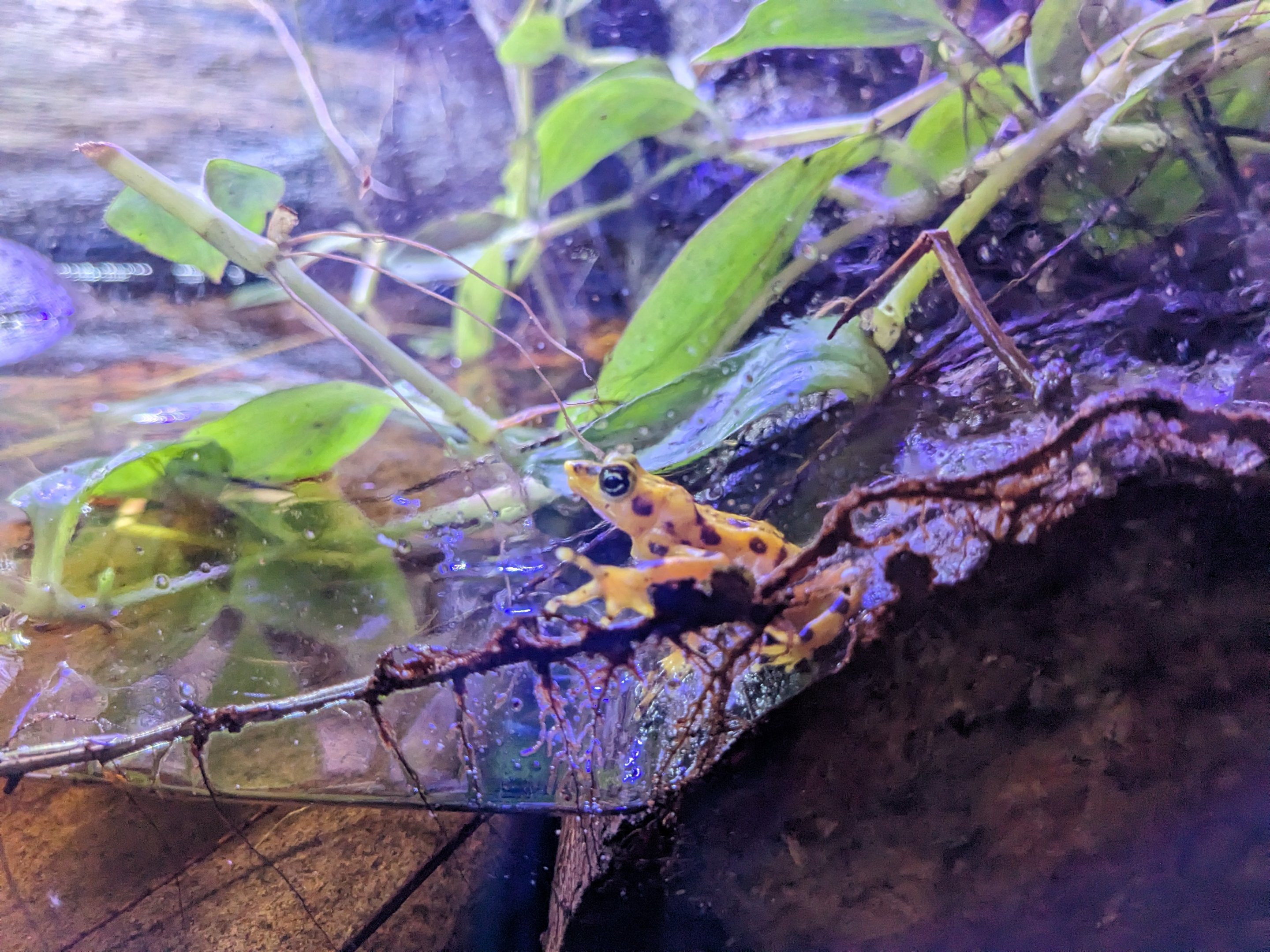 Jacarlene Foundation Animal Care Campus - Panamanian golden frog