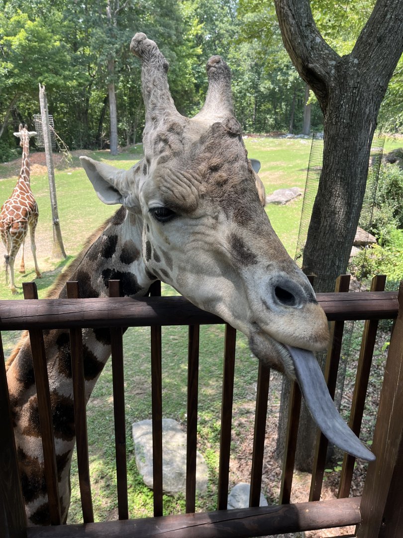 Jack at the Giraffe Deck
