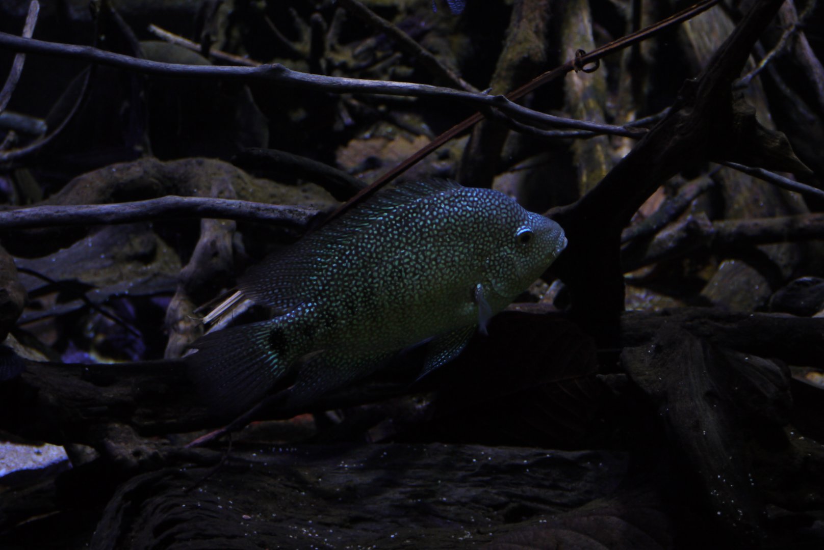 Jack Dempsey Cichlid