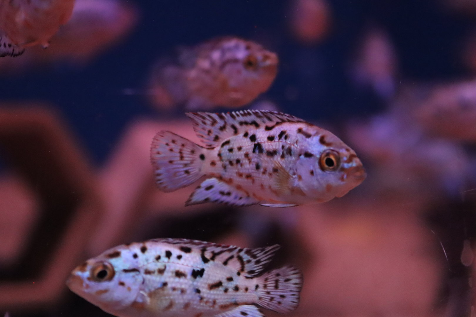 Jack Dempsey Cichlid