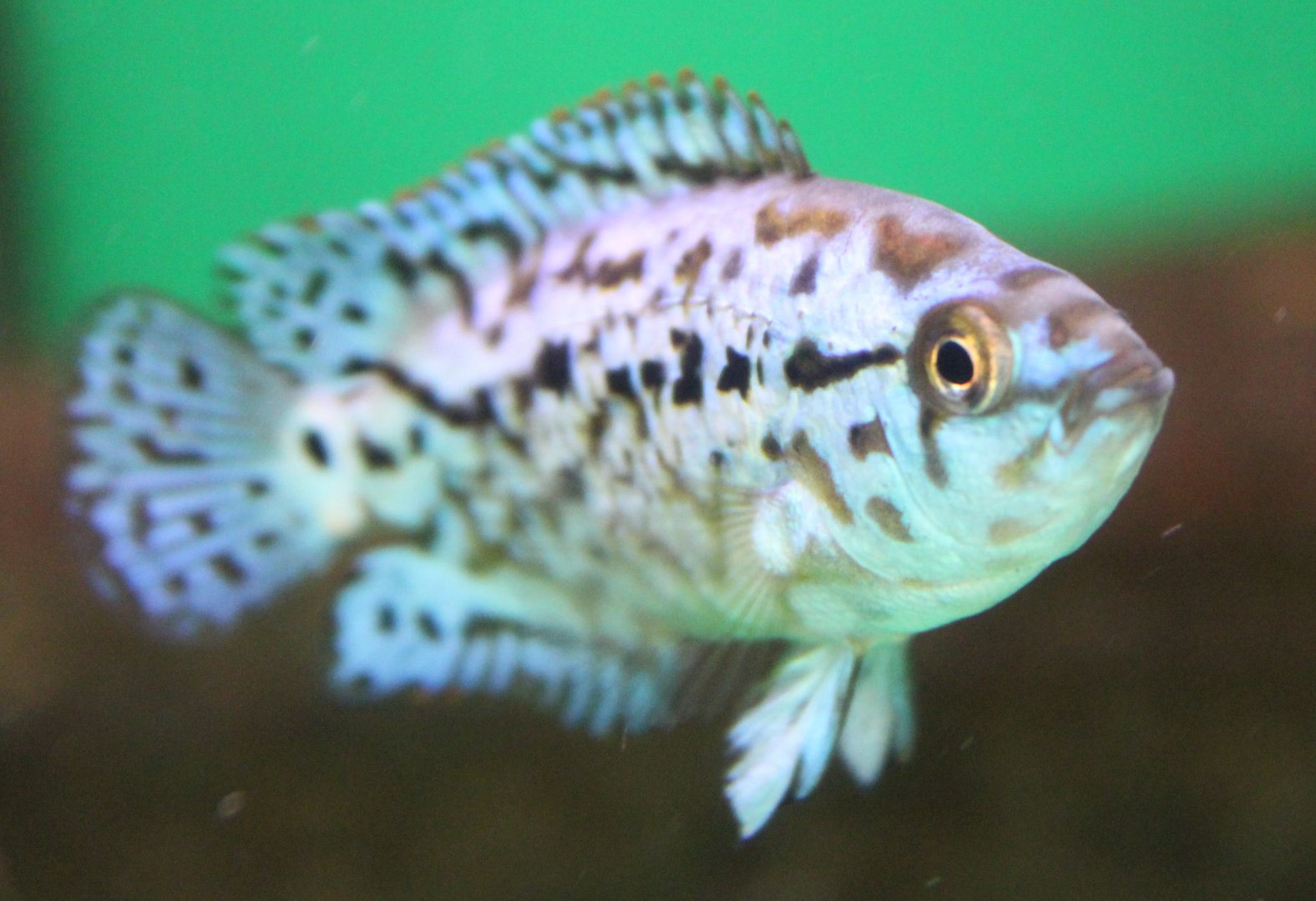 Jack Dempsey - juvenile