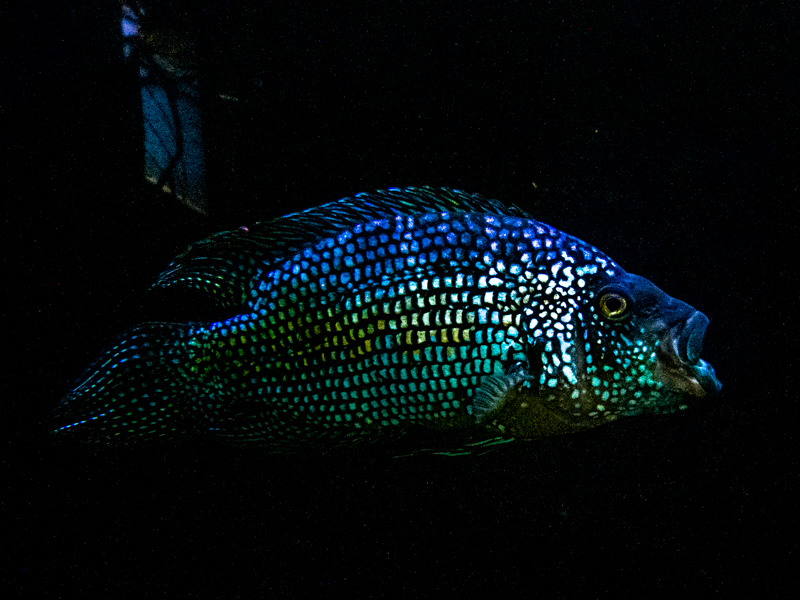 Jack Dempsey (Rocio octofasciata)