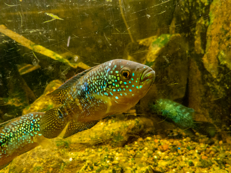Jack Dempsey (Rocio octofasciata)