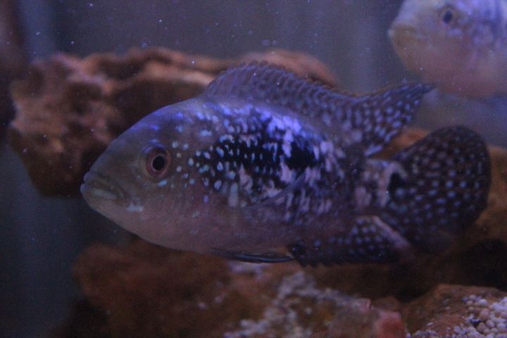 Jack Dempsey (Rocio octofasciata)
