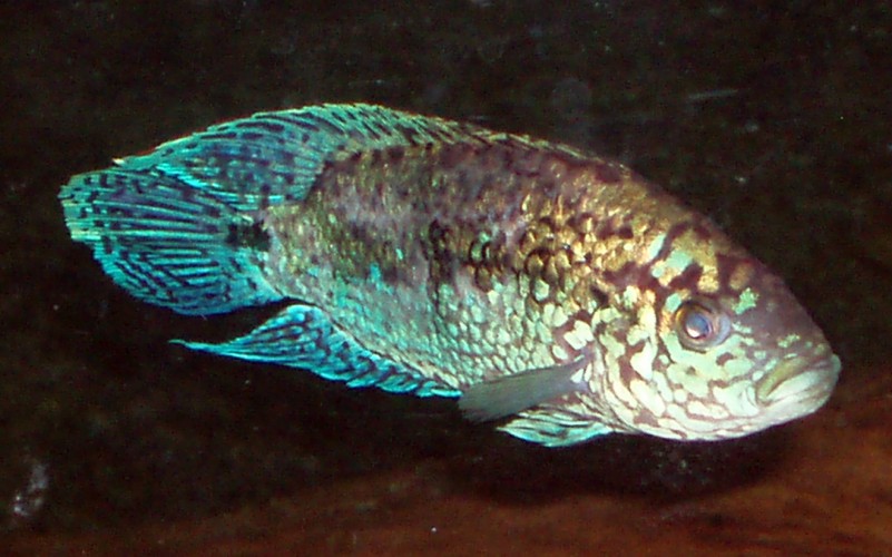 Jack Dempsey (Rocio octofasciatum)